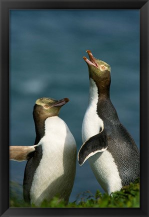 Framed Yellow-Eyed Penguin, Enderby Is, Auckland, New Zealand Print