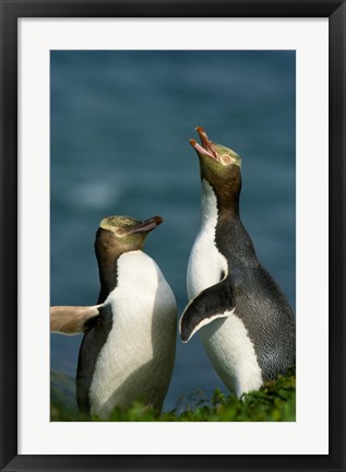 Framed Yellow-Eyed Penguin, Enderby Is, Auckland, New Zealand Print