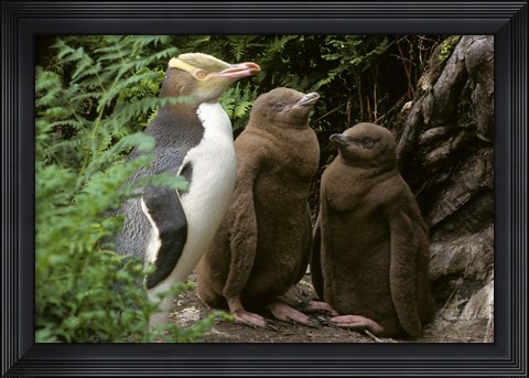 Framed Yellow-Eyed Penguin, New Zealand Print
