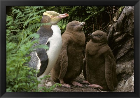 Framed Yellow-Eyed Penguin, New Zealand Print