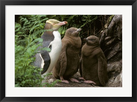 Framed Yellow-Eyed Penguin, New Zealand Print