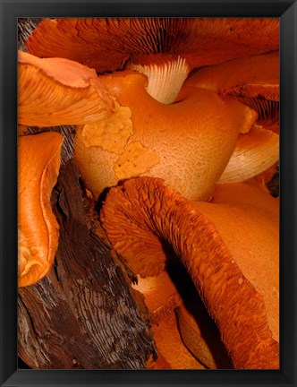 Framed Mushrooms on Stump, New Zealand Print