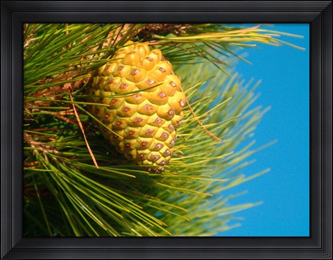 Framed Pine Cone in Tree, New Zealand Print