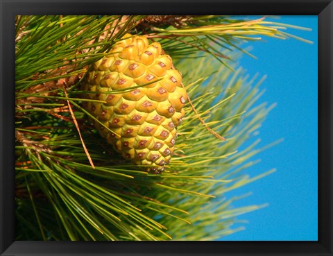 Framed Pine Cone in Tree, New Zealand Print