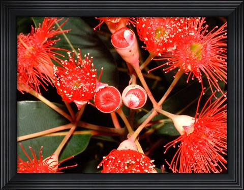 Framed Rata Tree Blossoms, New Zealand Print