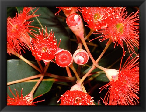 Framed Rata Tree Blossoms, New Zealand Print