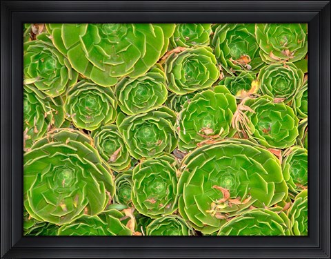 Framed Succulent, South Island, New Zealand Print