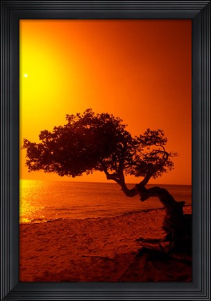 Framed Lone Divi Divi Tree at Sunset, Aruba Print