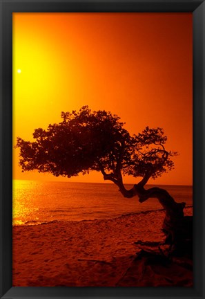 Framed Lone Divi Divi Tree at Sunset, Aruba Print