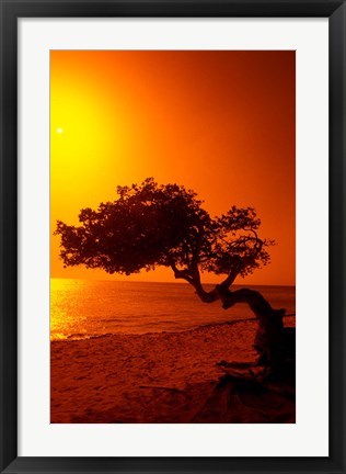 Framed Lone Divi Divi Tree at Sunset, Aruba Print