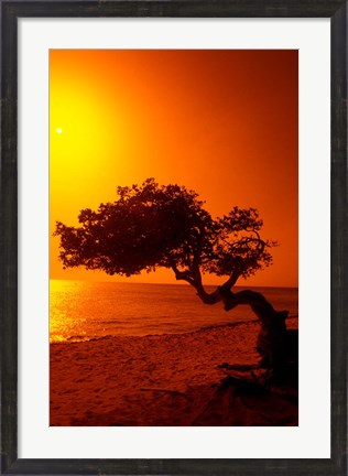 Framed Lone Divi Divi Tree at Sunset, Aruba Print