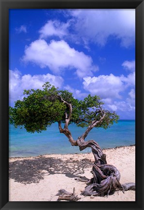 Framed Lone Divi Tree, Aruba, Caribbean Print