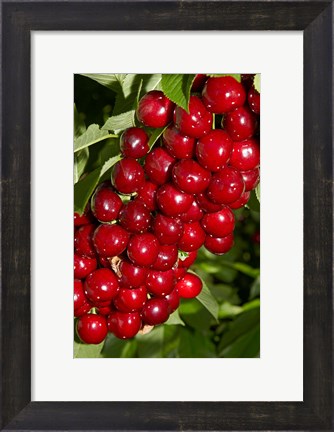 Framed Agriculture, Cherry Orchard, South Island, New Zealand Print