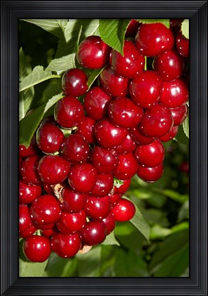 Framed Agriculture, Cherry Orchard, South Island, New Zealand Print