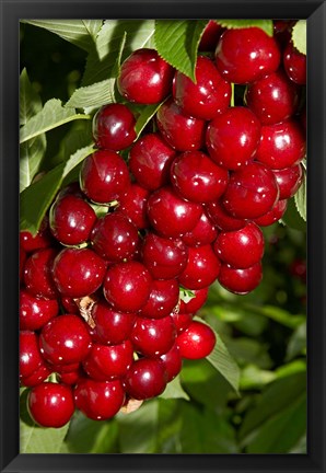 Framed Agriculture, Cherry Orchard, South Island, New Zealand Print