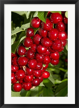 Framed Agriculture, Cherry Orchard, South Island, New Zealand Print