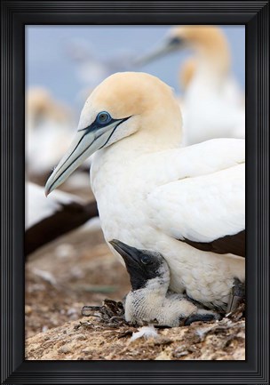 Framed Australasian Gannet chick and parent on nest, North Island, New Zealand Print