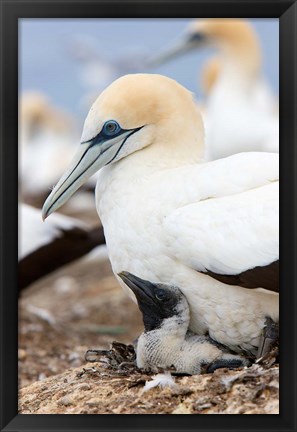 Framed Australasian Gannet chick and parent on nest, North Island, New Zealand Print