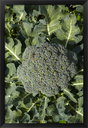 Framed Broccoli growing in the garden Print