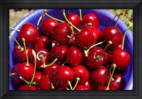 Framed Bucket of cherries, Cromwell, Central Otago, South Island, New Zealand Print