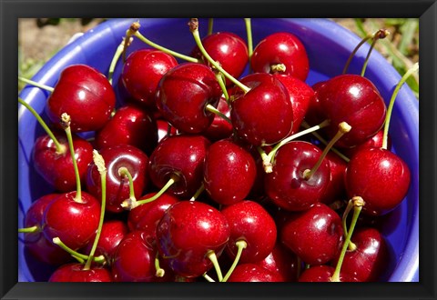 Framed Bucket of cherries, Cromwell, Central Otago, South Island, New Zealand Print