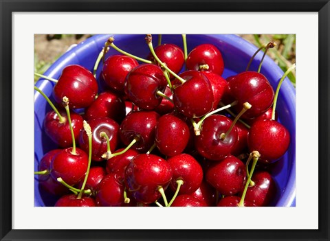 Framed Bucket of cherries, Cromwell, Central Otago, South Island, New Zealand Print