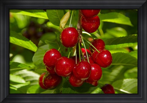 Framed Cherry Orchard, Cromwell, Central Otago, South Island, New Zealand Print