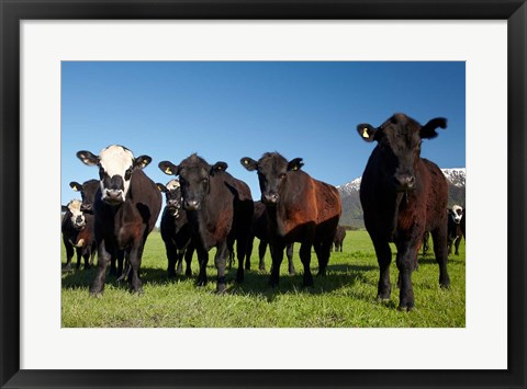 Framed Cows, Kaikoura, Seaward Kaikoura Ranges, Marlborough, South Island, New Zealand Print