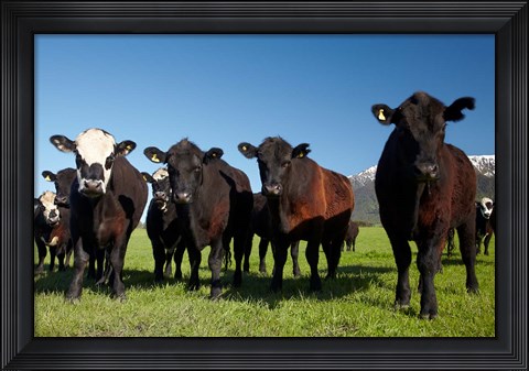 Framed Cows, Kaikoura, Seaward Kaikoura Ranges, Marlborough, South Island, New Zealand Print