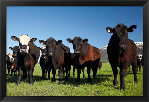 Framed Cows, Kaikoura, Seaward Kaikoura Ranges, Marlborough, South Island, New Zealand Print