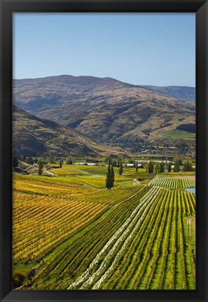 Framed Felton Road Vineyard, Autumn, Bannockburn, Central Otago, South Island, New Zealand Print