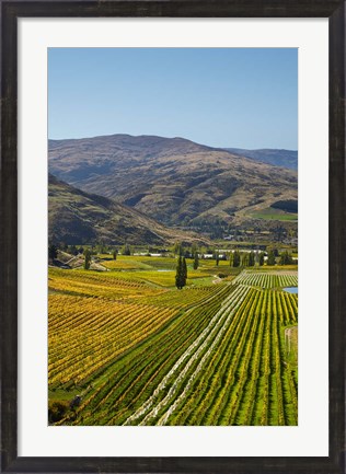 Framed Felton Road Vineyard, Autumn, Bannockburn, Central Otago, South Island, New Zealand Print