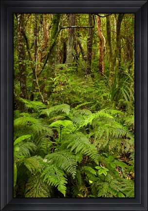 Framed Ferns and native bush near Matai Falls, Catlins, South Otago, South Island, New Zealand Print
