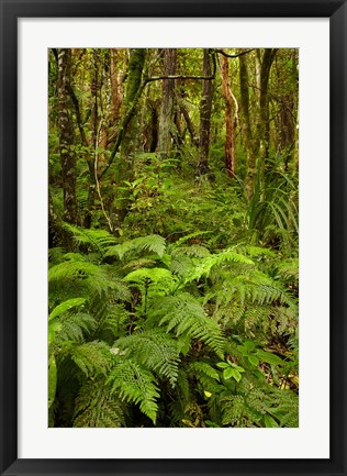 Framed Ferns and native bush near Matai Falls, Catlins, South Otago, South Island, New Zealand Print
