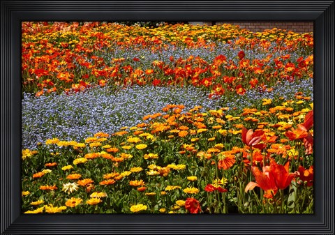 Framed Flower garden, Pollard Park, Blenheim, Marlborough, South Island, New Zealand (horizontal) Print