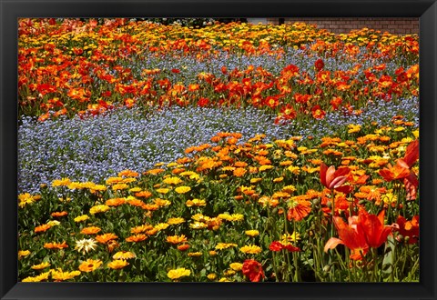 Framed Flower garden, Pollard Park, Blenheim, Marlborough, South Island, New Zealand (horizontal) Print