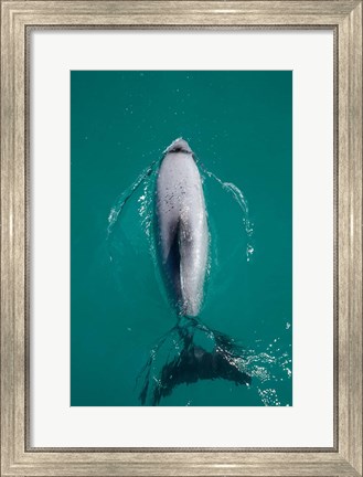 Framed Hector&#39;s dolphin, Akaroa Harbour, New Zealand Print