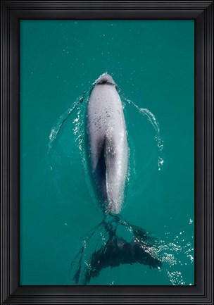 Framed Hector&#39;s dolphin, Akaroa Harbour, New Zealand Print