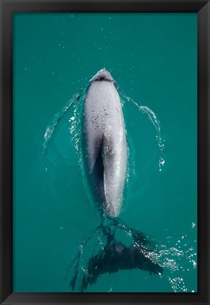 Framed Hector&#39;s dolphin, Akaroa Harbour, New Zealand Print