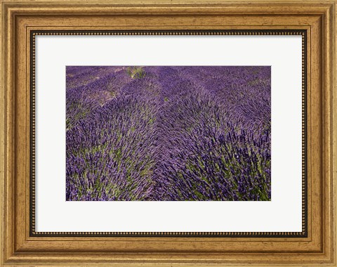 Framed Lavender Farm, near Cromwell, Central Otago, South Island, New Zealand (horizontal) Print