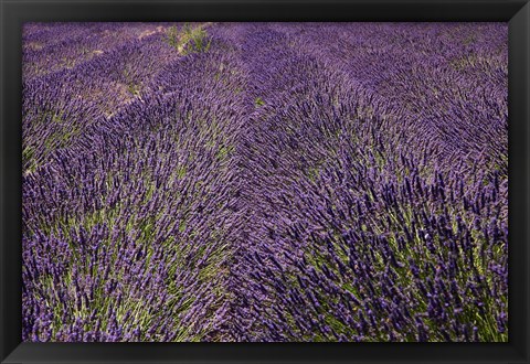 Framed Lavender Farm, near Cromwell, Central Otago, South Island, New Zealand (horizontal) Print