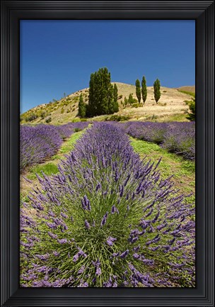 Framed Lavender Farm, near Cromwell, Central Otago, South Island, New Zealand (vertical) Print
