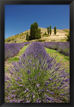 Framed Lavender Farm, near Cromwell, Central Otago, South Island, New Zealand (vertical) Print