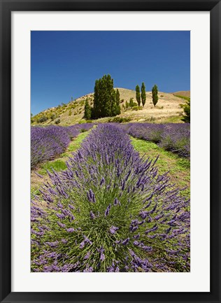 Framed Lavender Farm, near Cromwell, Central Otago, South Island, New Zealand (vertical) Print