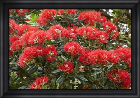Framed Native Pohutukawa flowers, Bay of Islands, New Zealand Print