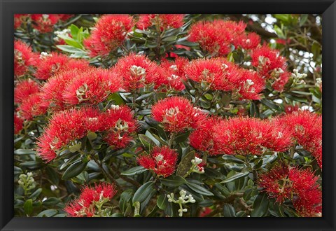 Framed Native Pohutukawa flowers, Bay of Islands, New Zealand Print