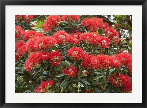 Framed Native Pohutukawa flowers, Bay of Islands, New Zealand Print