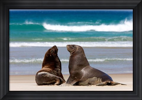 Framed New Zealand, South Island, Hooker&#39;s Sea Lion Print