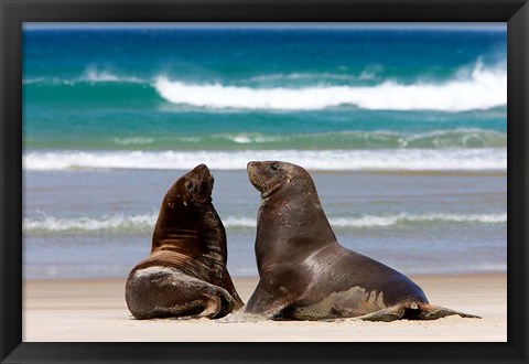 Framed New Zealand, South Island, Hooker&#39;s Sea Lion Print