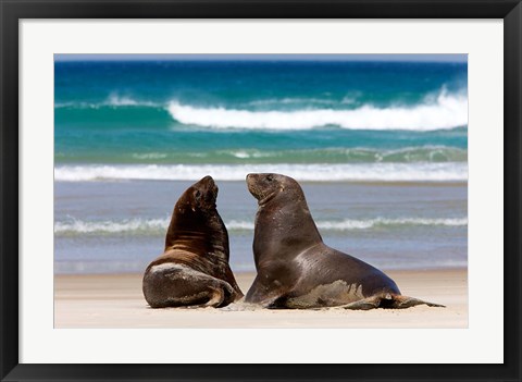 Framed New Zealand, South Island, Hooker&#39;s Sea Lion Print